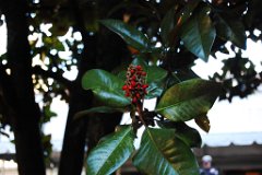 DSC_5009