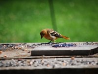 DSC 2520  (C) Andy Moon     mqqn@iammoon.com