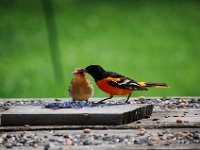 Baltimore Oriole
