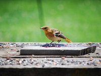 DSC 2530  (C) Andy Moon     mqqn@iammoon.com