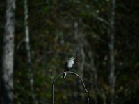 DSC 0096