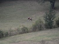 DSC 0610