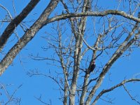 Pileated woodpecker