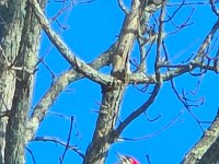 Screenshot 20260207 105346 Gallery